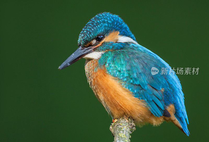 休息中的翠鸟(Alcedo atthis)